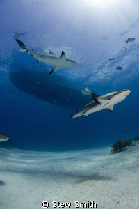 2 Caribbean Reef Sharks patrol under the boat by Stew Smith 